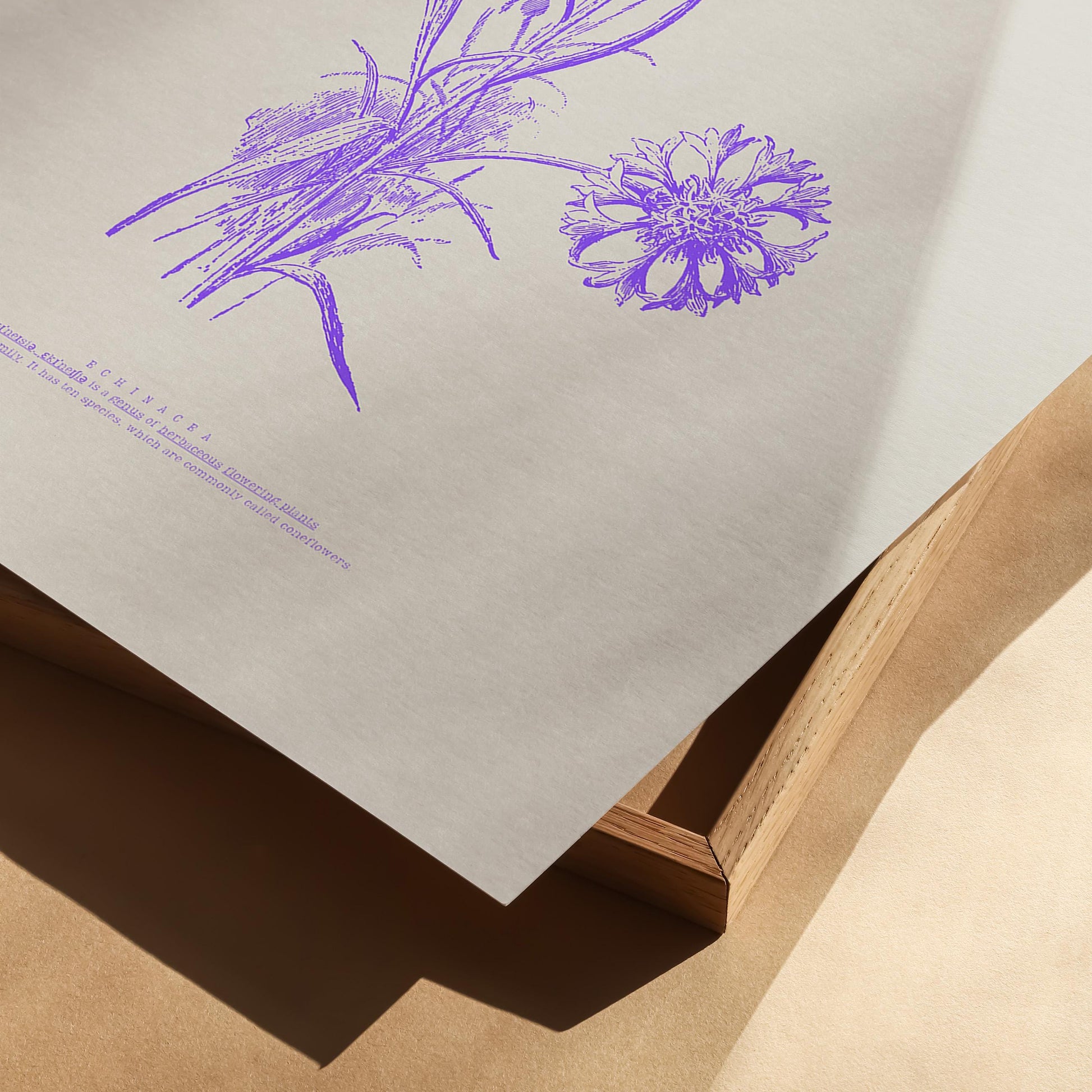 Echinacea Botanical Poster | Vintage Cornflower Illustration | Purple Floral Art | Nature Lovers Decor | Botanical Poster | Modern Vintage