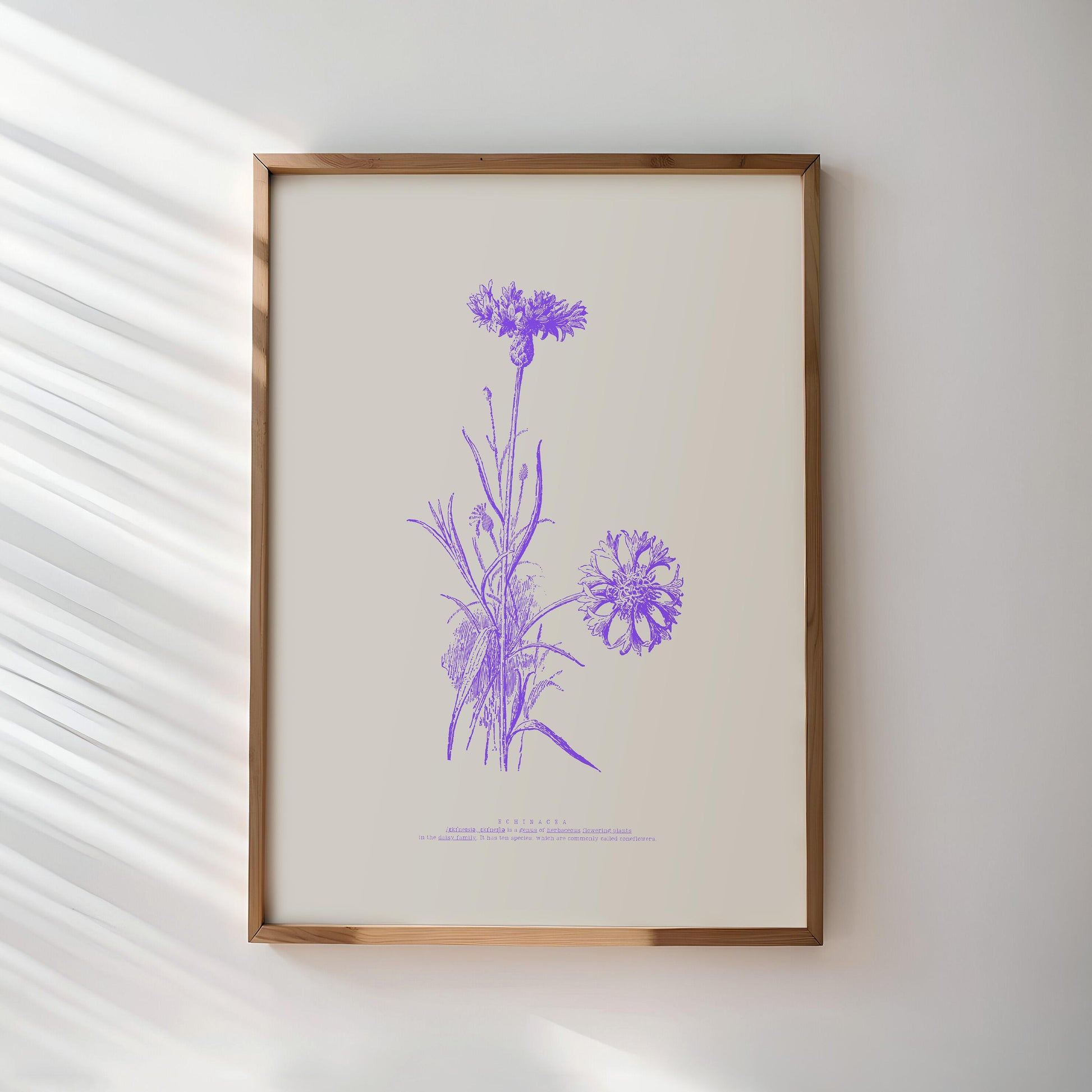 Echinacea Botanical Poster | Vintage Cornflower Illustration | Purple Floral Art | Nature Lovers Decor | Botanical Poster | Modern Vintage