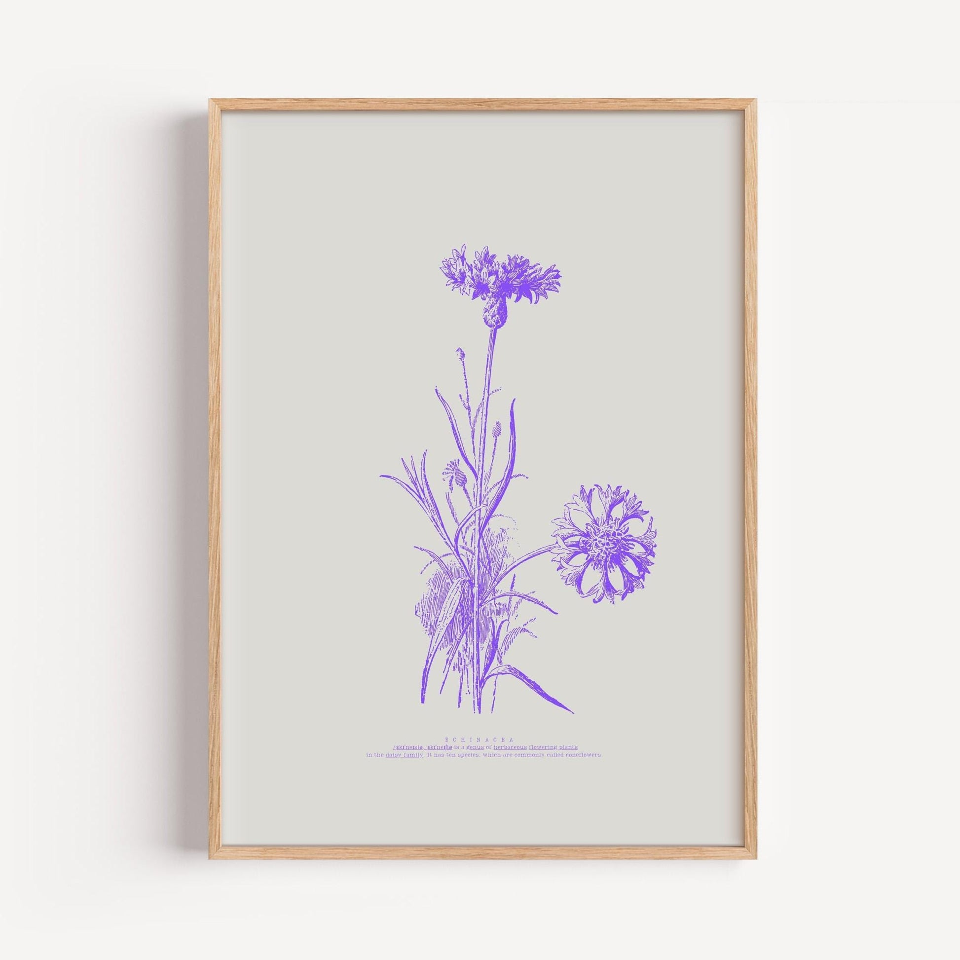 Echinacea Botanical Poster | Vintage Cornflower Illustration | Purple Floral Art | Nature Lovers Decor | Botanical Poster | Modern Vintage